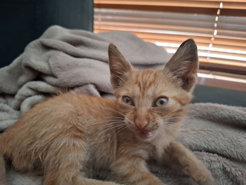 Baby Yoda Jucăuș pt adopție