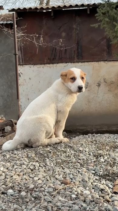 Продается щенок среднеазиаткой  овчарки