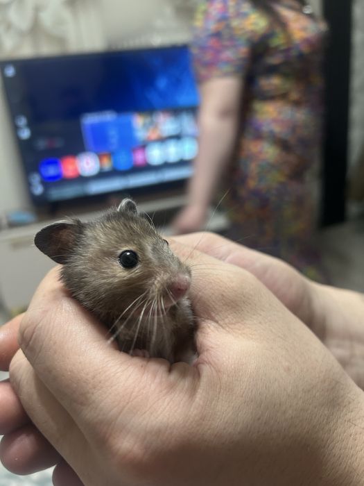 Отдам хомяка девочка бесплатно без клетки