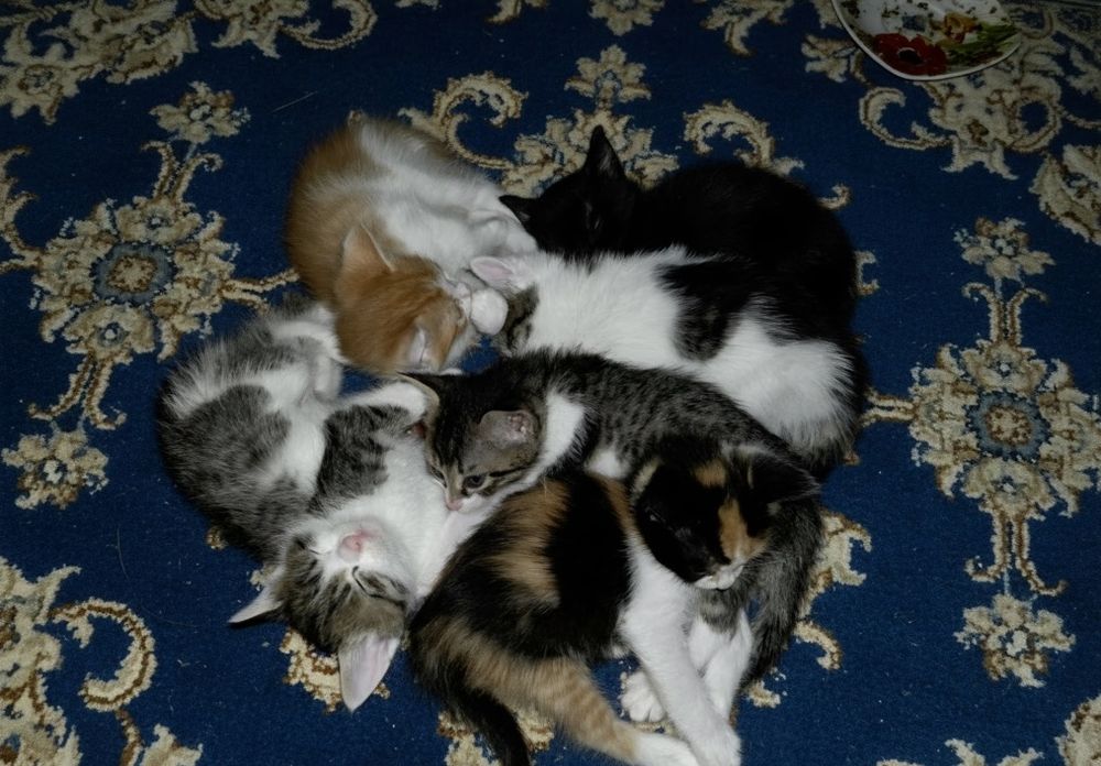 Отдам котят в добрые руки
