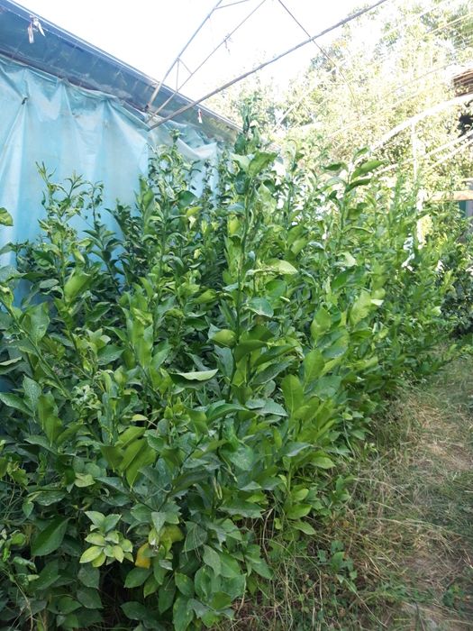 Лимон ва мевалари