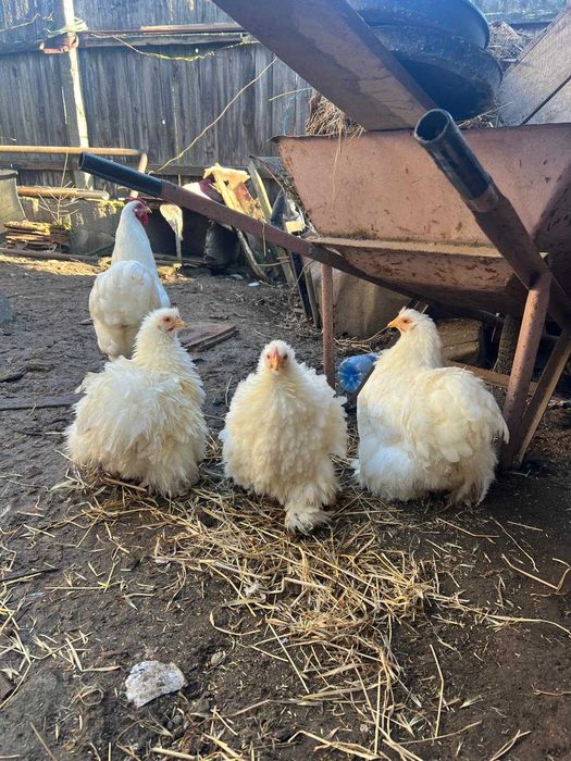 Cochinchina pitic alb