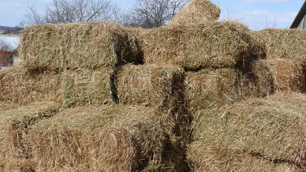 продаю пресованое луговое сено