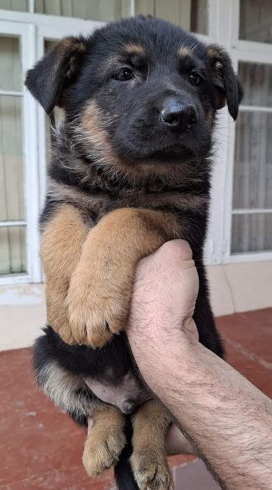 Продаётся щенки немецких овчарок