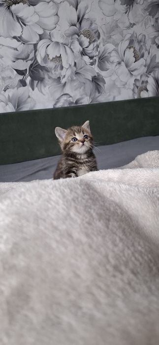 Британские мраморные котята