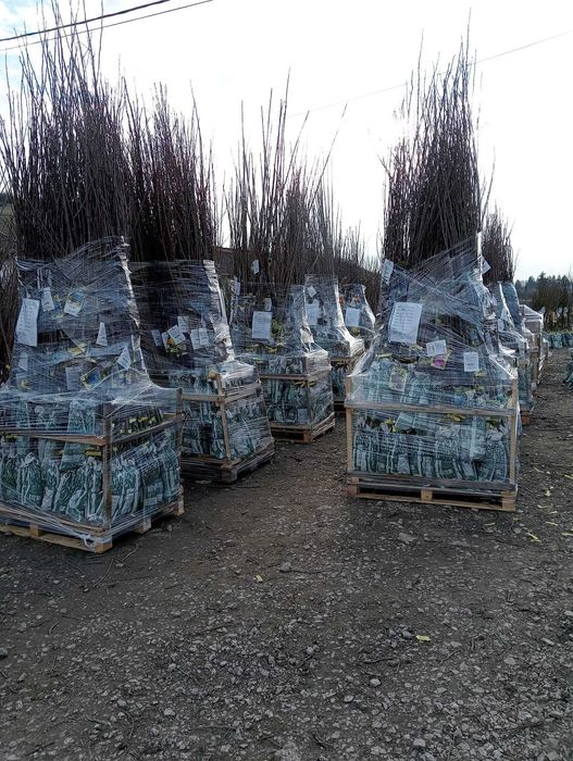 Vând Pomi Fructiferi cu radacina ambalata si neambalata