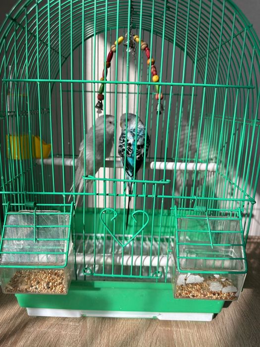 Волнистые попугай