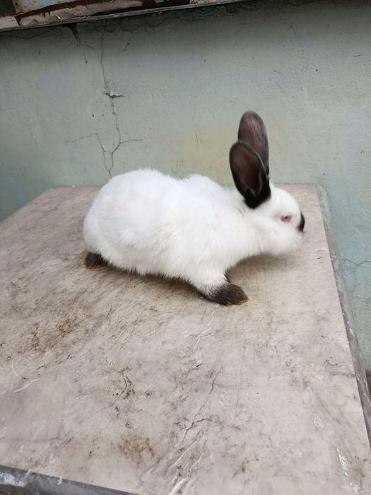 Продаются Кролики породы Калифорния!