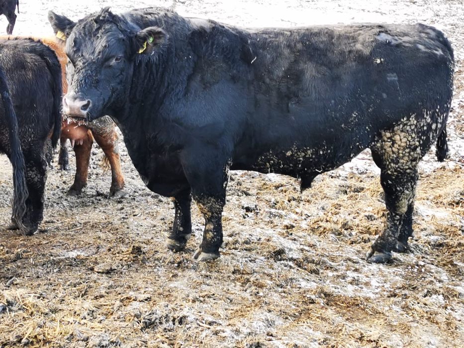 Taur reproducție angus