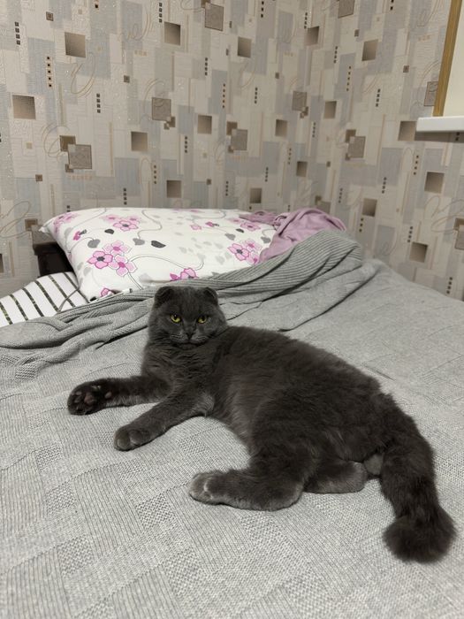 Vyazka kot scottish fold