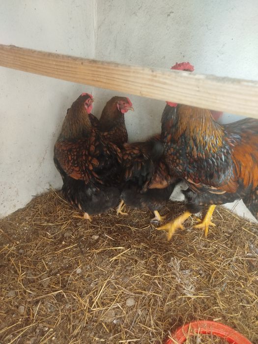 Vând ouă proaspete de incubat din găini de rasă viantote auriu și argi