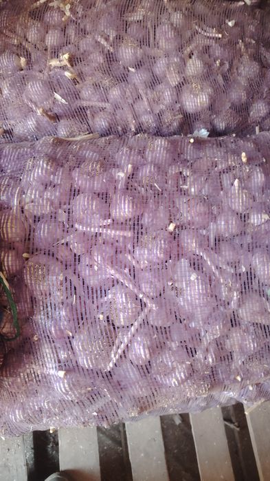 ЧЕСНОК оптовая продажа