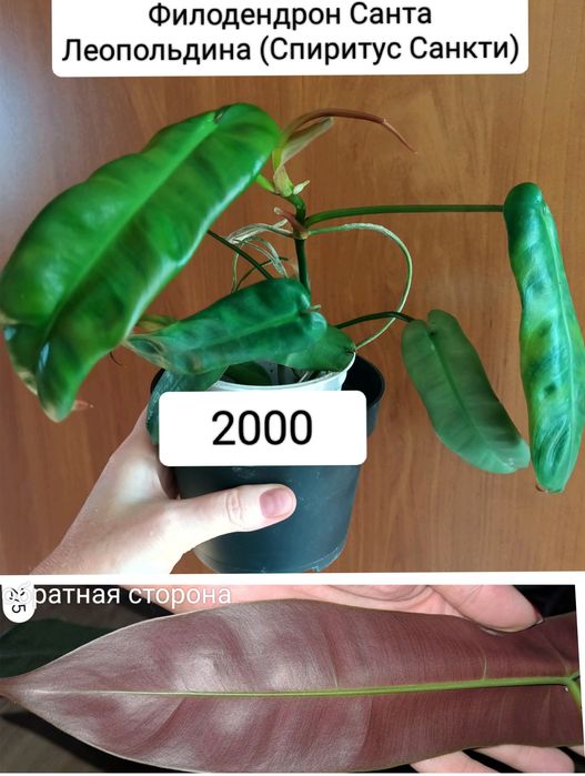 Цветок 2000тенге