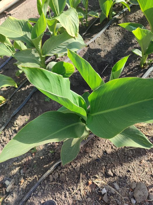 Гүл, Цветы Канн..