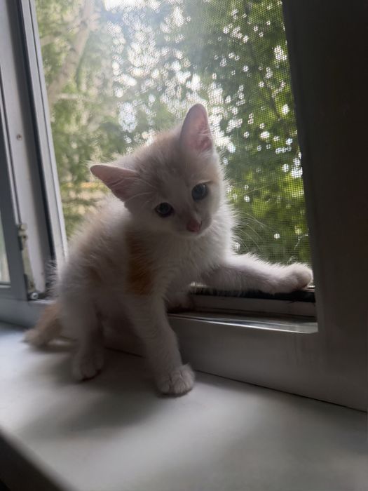 котенок (мальчик)