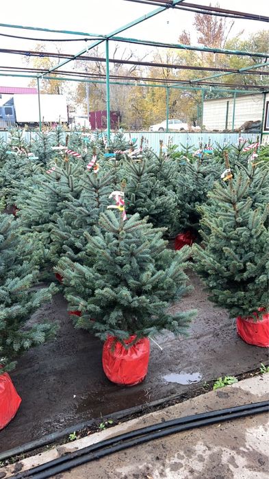 Ели,сосна,туя,моживельники