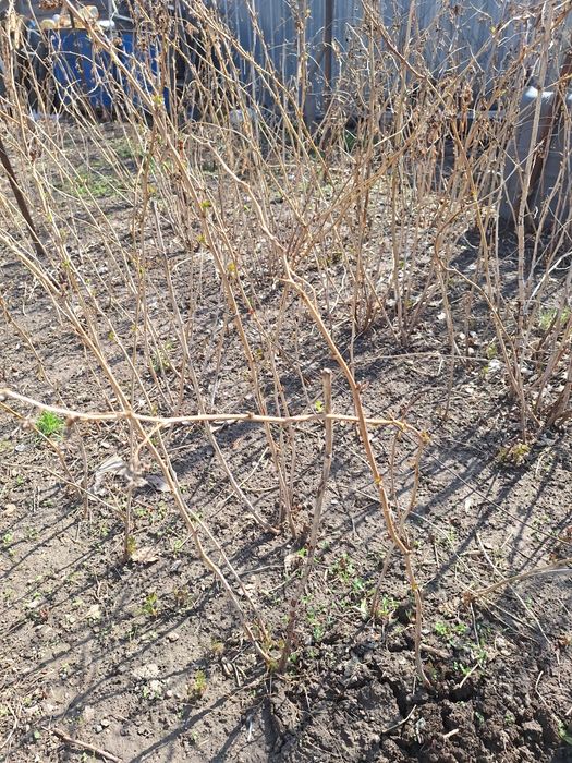 Саженцы ремонтантной малины