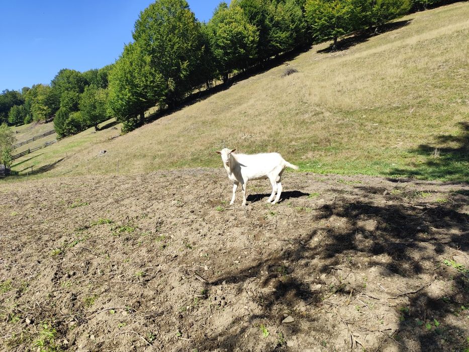 Capre Saanen rasă pură de vânzare