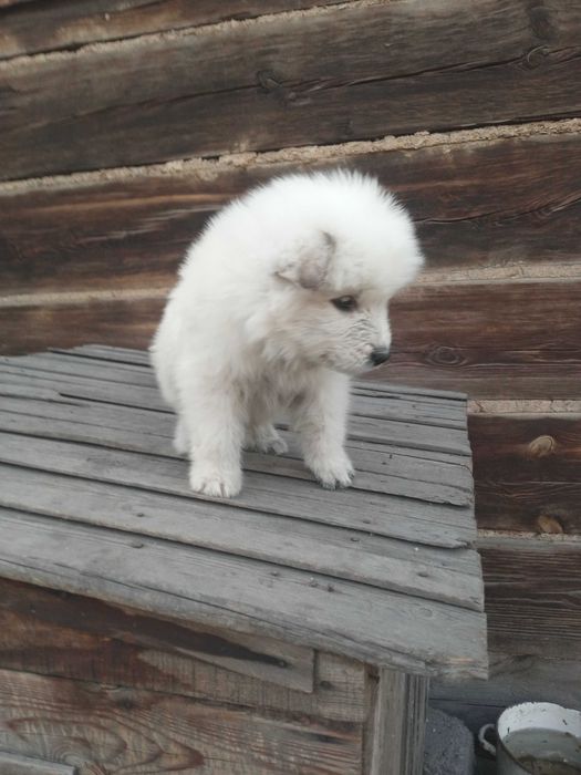 Уникальные щенки