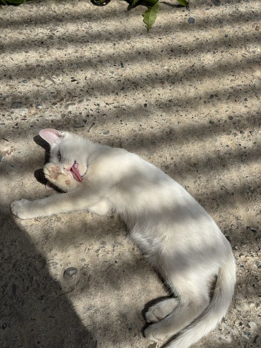 Милая кошечка скоттиш-страйт, 4 месяца