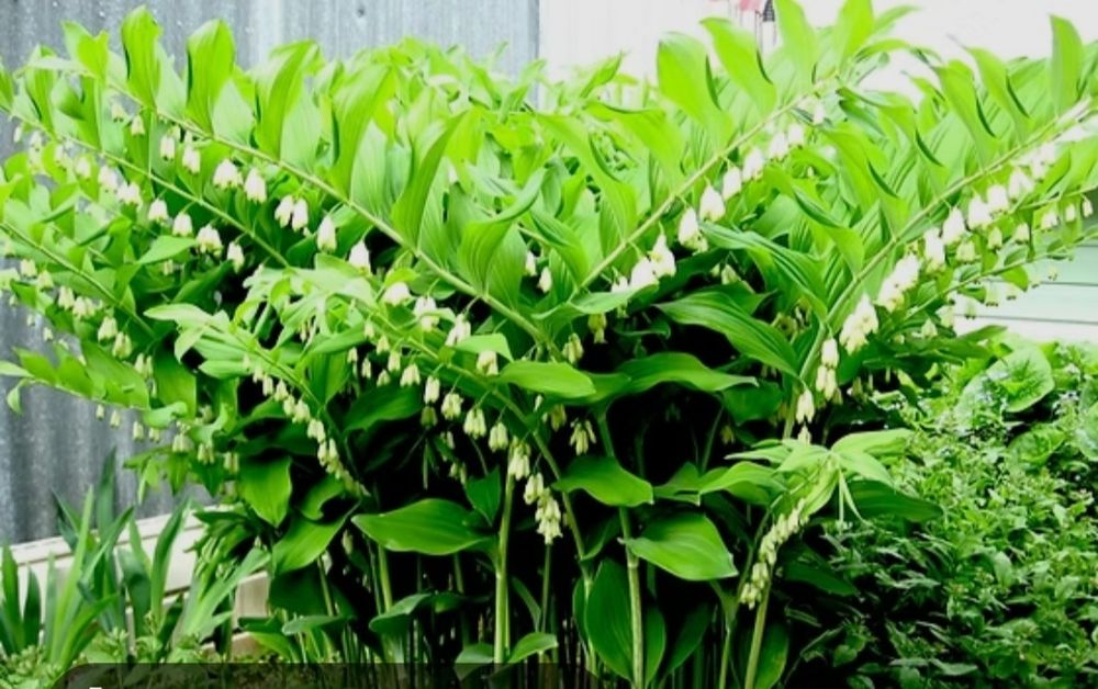 Многолетние Садовые цветы