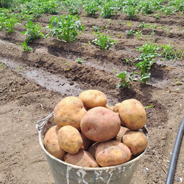 Продам домашнию картошку