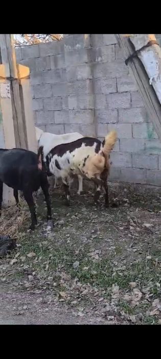 Буаз ешкілер сатылады