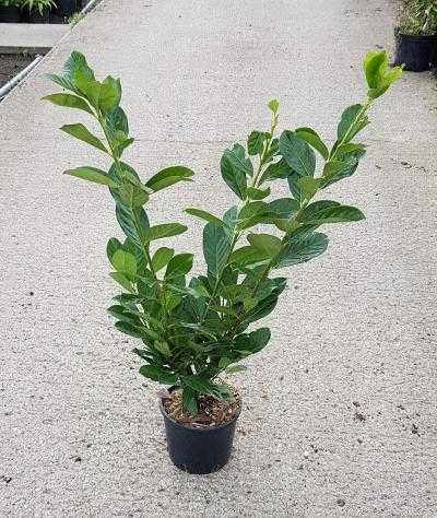 Laur englezesc ,puiet de prunus laurocerasus