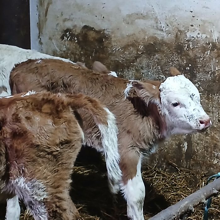 Vitei baltata românească