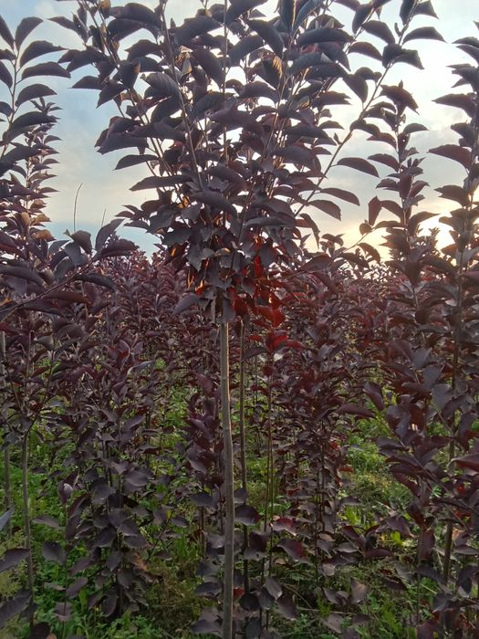 Черемуха красная