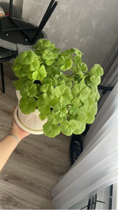 Комнатные цветы и горшки