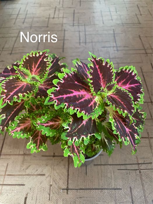 Колеусы сортовые вегетативные