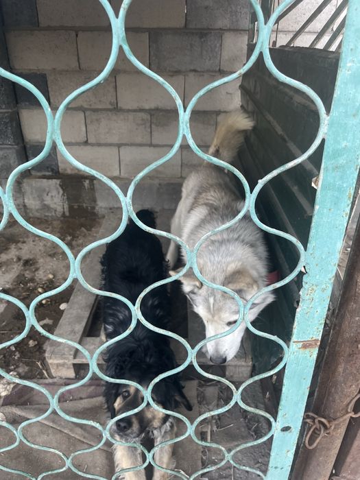 Ақ ит сатылады жетыген