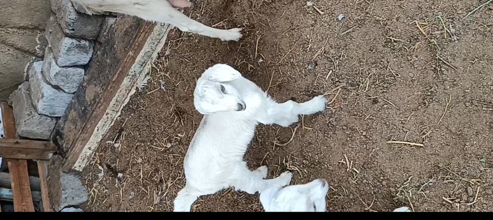 Сүтті ешкі лақтары