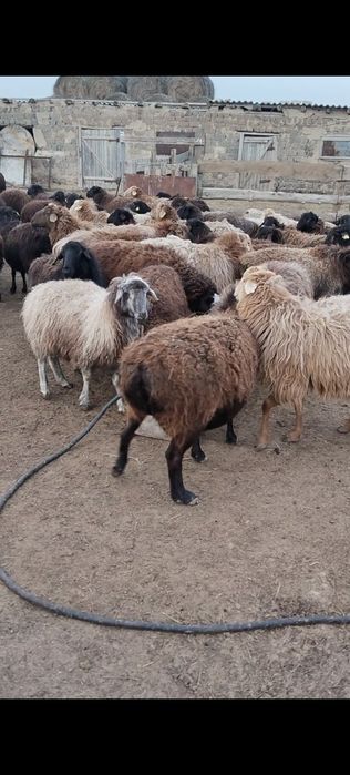 Буаз койлар сатылады