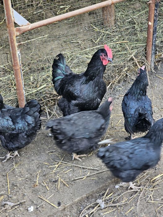 Кора шахзода,Валерий линия