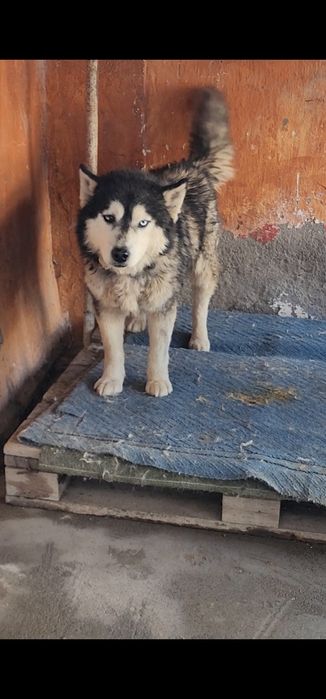 Xaski aqli  erkak va ayol