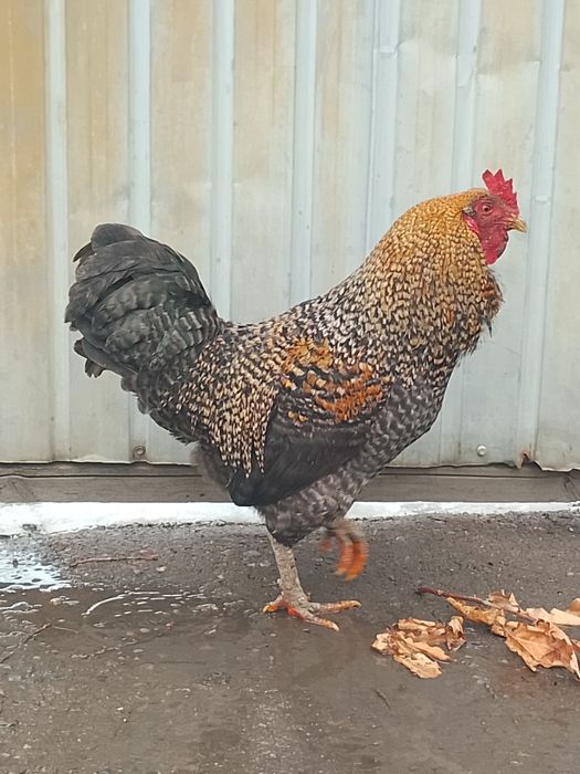 Простой қораз ннннн