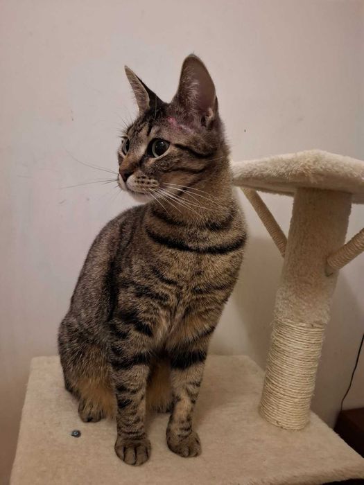 Коте Лили те очаква