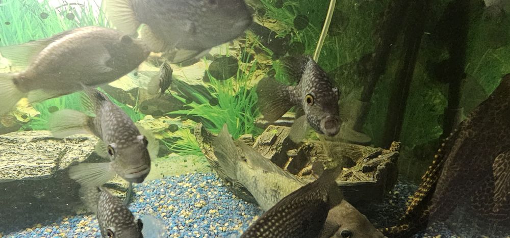 Pesti acvariu exotici