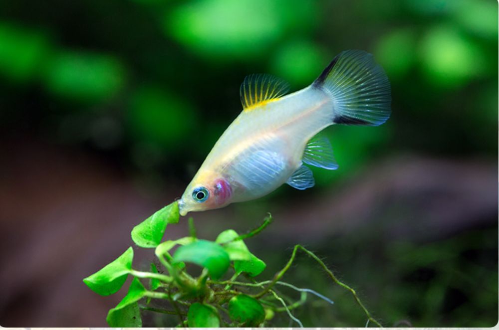 Продам рыбки живородки.