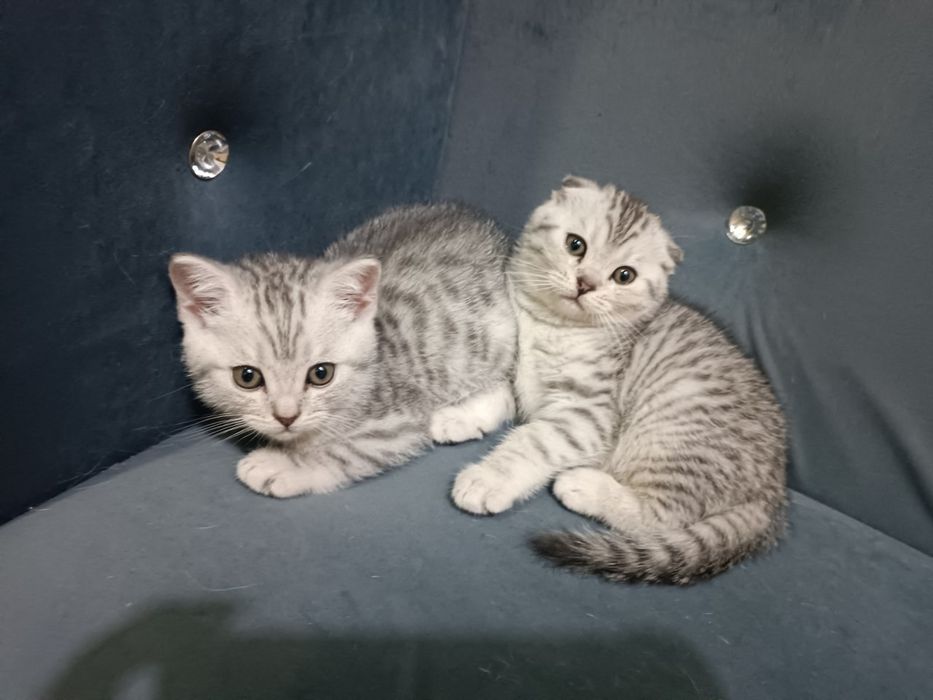 Виязка насл олишга