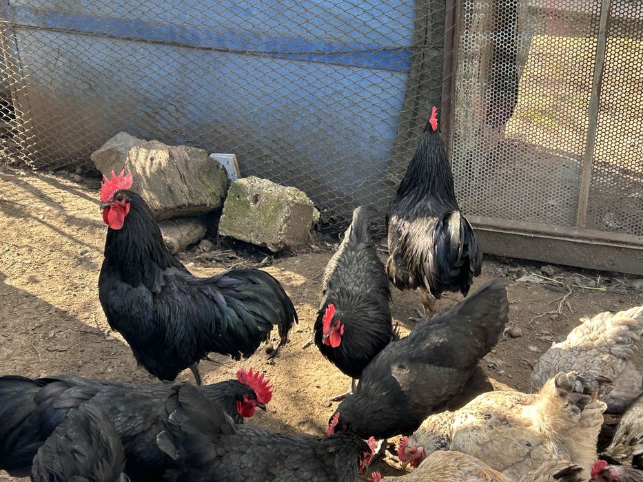 Cocos Australorp