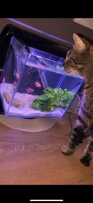 Acvariu pesti echipat complet!!!