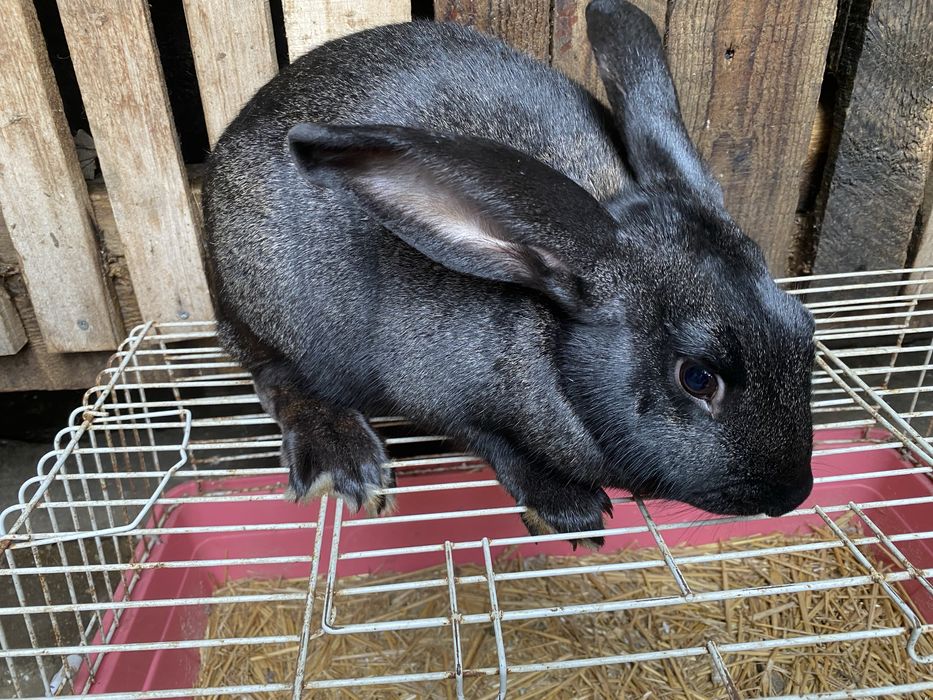 Hicole Francez rasa pura din parinti de exceptie