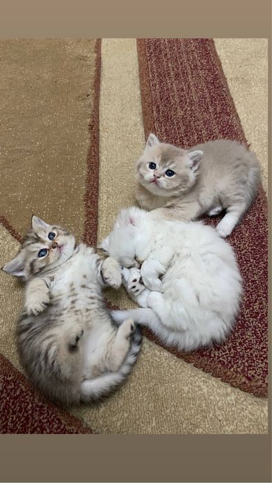 Скотиш Фолд Шиншиллы на вязку