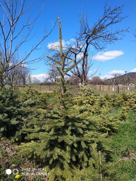 Molid argintiu ,pepiniera molid/brad