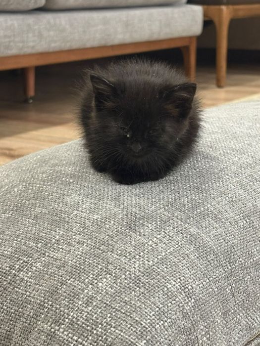 2 кошечки. Бесплатно