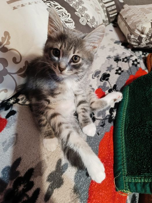 Пропал  котенок!