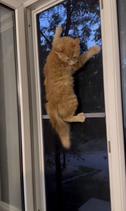 Москитные сетки антикошка.